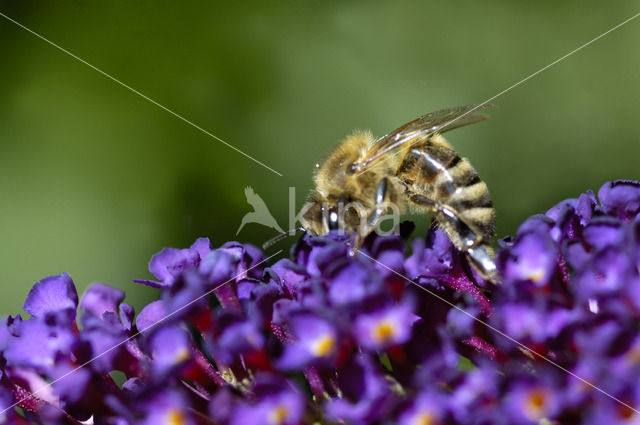 Europese Honingbij (Apis mellifera mellifera)