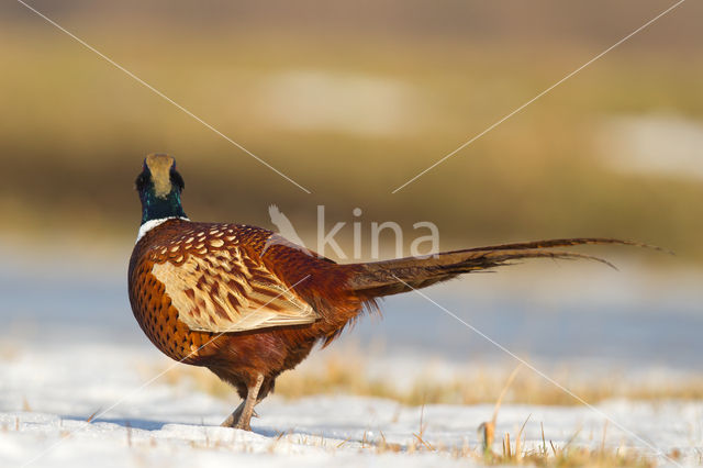 Ring-necked Pheasant (Phasianus colchicus)