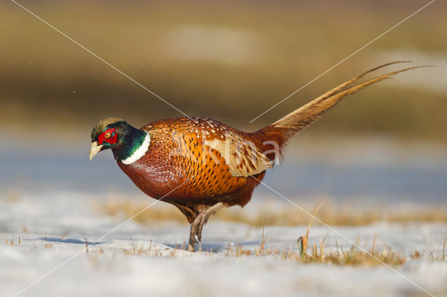 Ring-necked Pheasant (Phasianus colchicus)