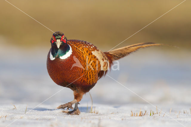 Ring-necked Pheasant (Phasianus colchicus)