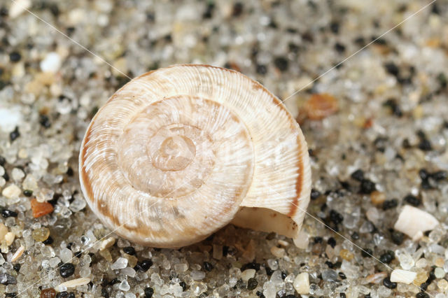 Eccentric Snail (Candidula gigaxii)