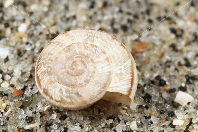 Fijngeribde grasslak (Candidula gigaxii)