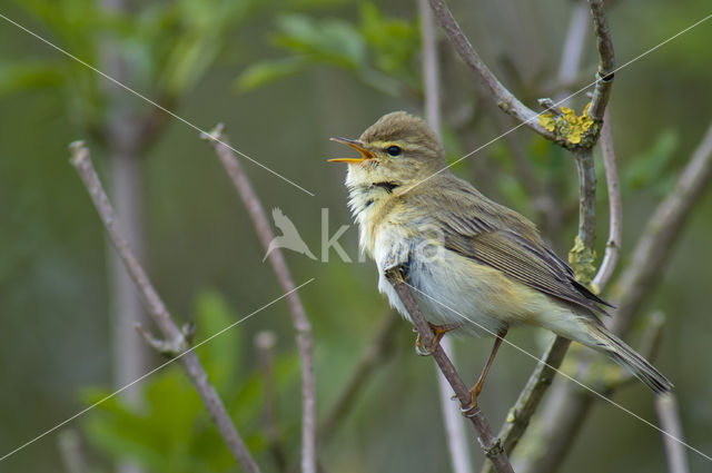 Willow Warbler (Phylloscopus trochilus)