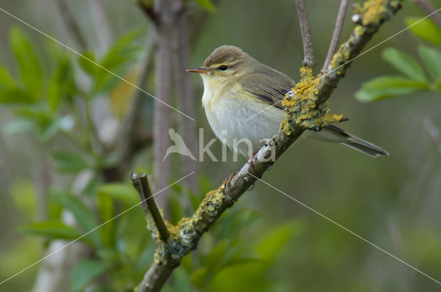 Willow Warbler (Phylloscopus trochilus)