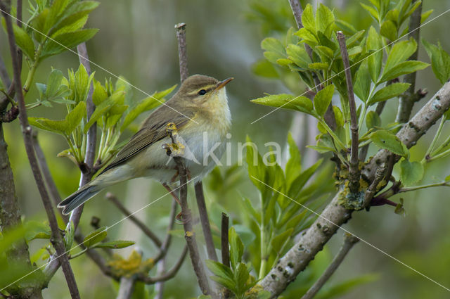 Willow Warbler (Phylloscopus trochilus)