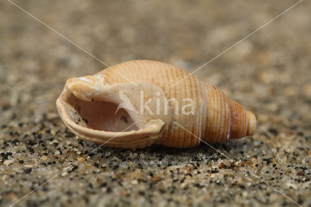 Fuikhoren (Nassarius labiosus)