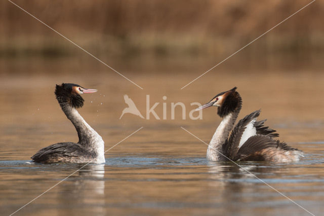 Great Crested Grebe (Podiceps cristatus)