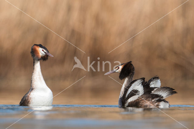 Great Crested Grebe (Podiceps cristatus)