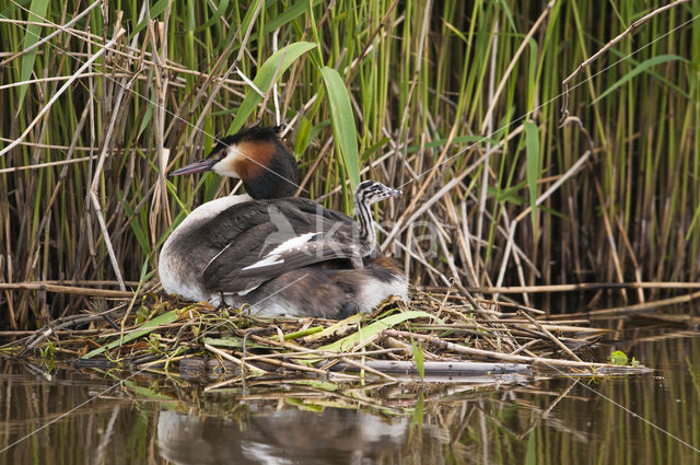 Great Crested Grebe (Podiceps cristatus)