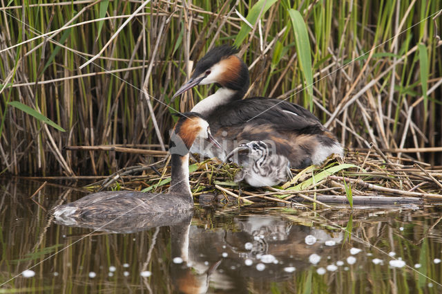 Great Crested Grebe (Podiceps cristatus)