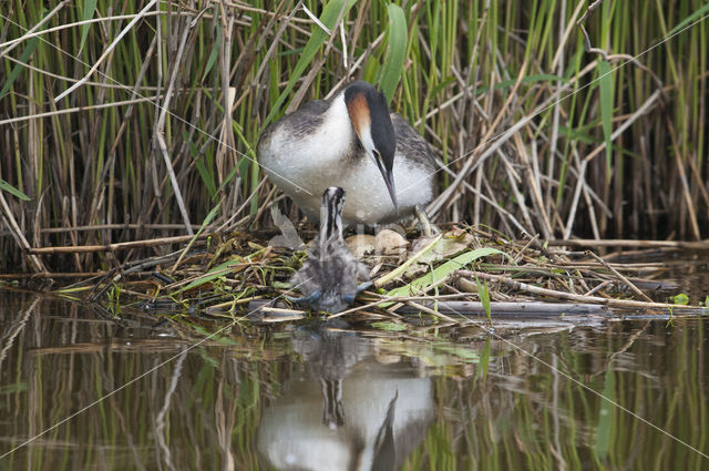 Great Crested Grebe (Podiceps cristatus)