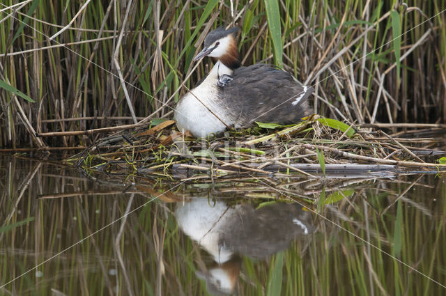 Fuut (Podiceps cristatus)