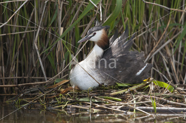 Great Crested Grebe (Podiceps cristatus)