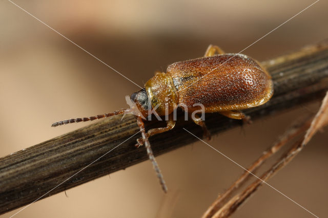 Galerucella pusilla