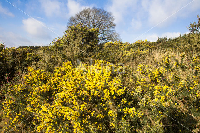 Common Gorse (Ulex europaeus)