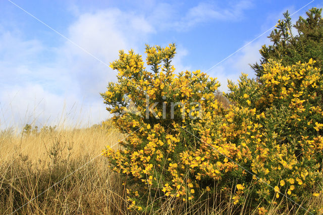 Common Gorse (Ulex europaeus)