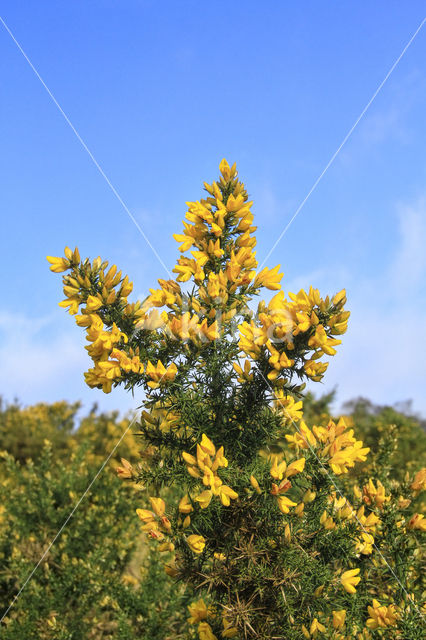 Common Gorse (Ulex europaeus)