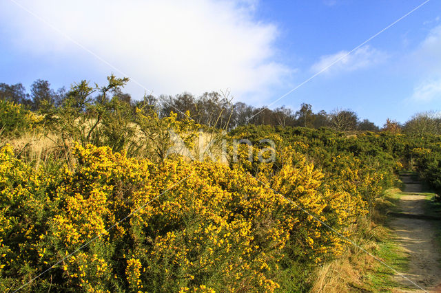 Common Gorse (Ulex europaeus)