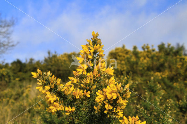 Gaspeldoorn (Ulex europaeus)