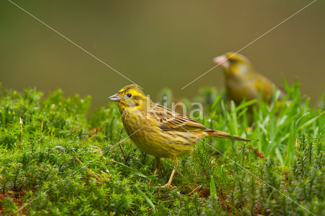 Geelgors (Emberiza citrinella)