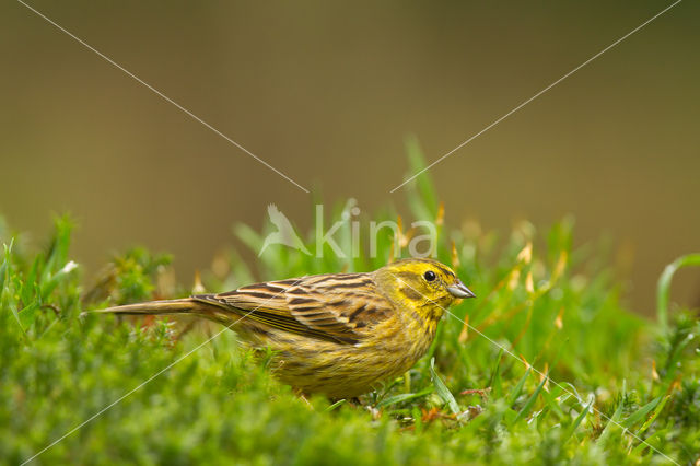 Yellowhammer (Emberiza citrinella)