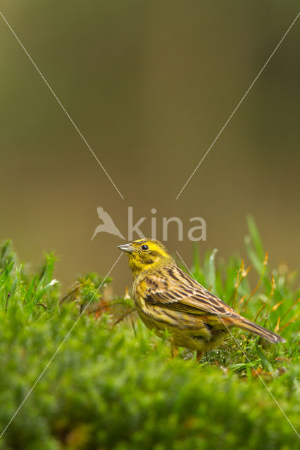 Geelgors (Emberiza citrinella)