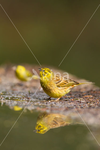 Yellowhammer (Emberiza citrinella)