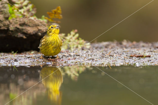 Geelgors (Emberiza citrinella)