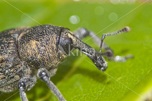 black vine weevil (Otiorhynchus sulcatus)