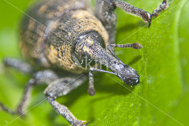 black vine weevil (Otiorhynchus sulcatus)