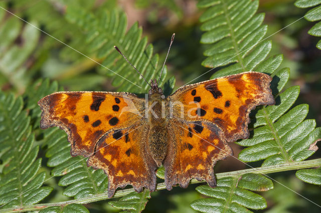 Comma (Polygonia c-album)