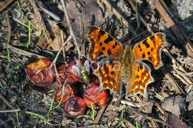 Gehakkelde aurelia (Polygonia c-album)