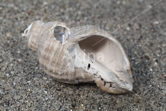 Gekielde Noordhoorn (Neptunea despecta)