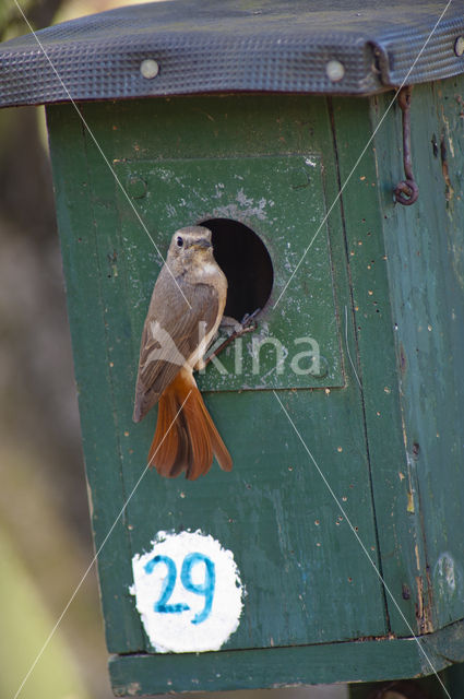 Gekraagde Roodstaart (Phoenicurus phoenicurus)