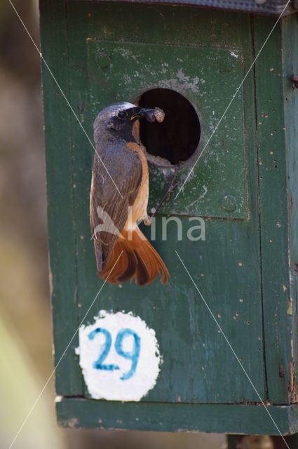 Gekraagde Roodstaart (Phoenicurus phoenicurus)