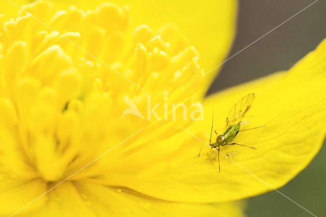 Gele anemoon (Anemone ranunculoides)