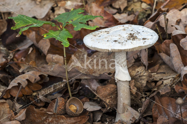 false death cap (Amanita citrina)