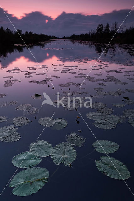 Yellow Waterlily (Nuphar lutea)