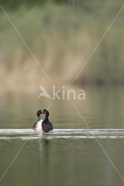 Black-necked Grebe (Podiceps nigricollis)