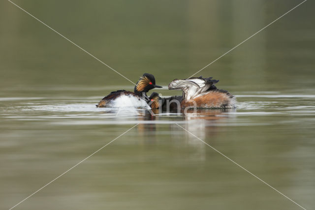 Black-necked Grebe (Podiceps nigricollis)