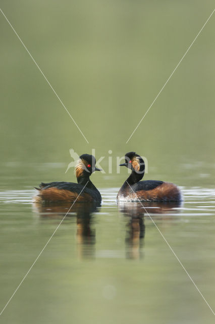 Black-necked Grebe (Podiceps nigricollis)