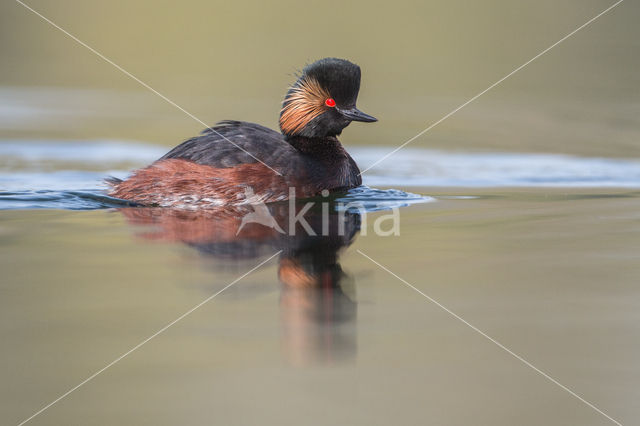 Black-necked Grebe (Podiceps nigricollis)