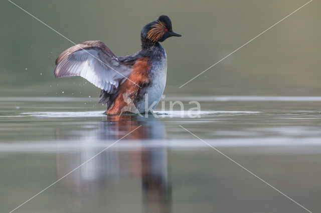 Geoorde Fuut (Podiceps nigricollis)