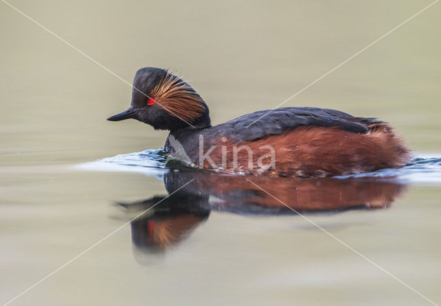 Black-necked Grebe (Podiceps nigricollis)