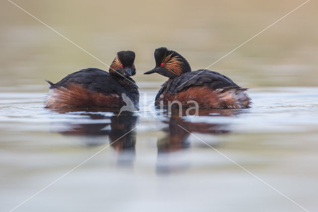 Geoorde Fuut (Podiceps nigricollis)