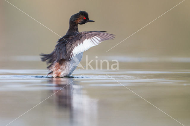 Black-necked Grebe (Podiceps nigricollis)