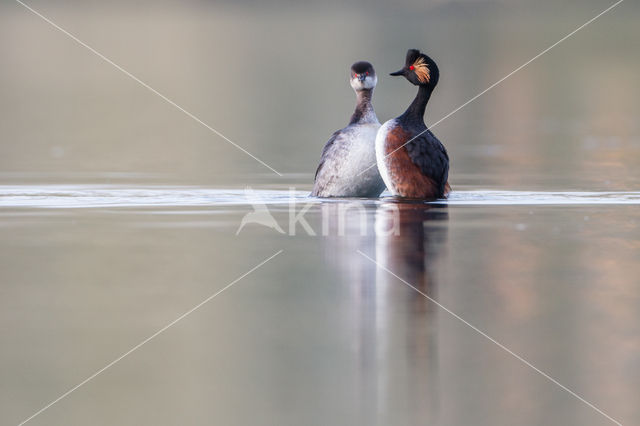 Black-necked Grebe (Podiceps nigricollis)