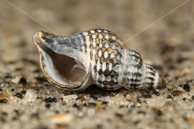 Prickly Spindle-shell (Trophon muricatus)