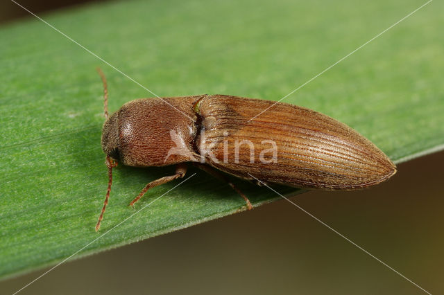 Gestreepte kniptor (Agriotes lineatus)