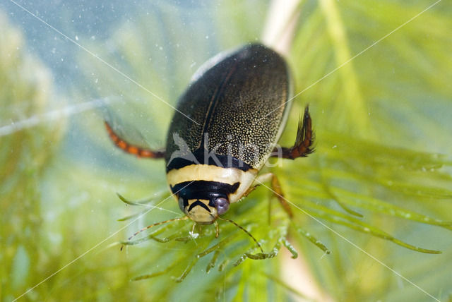 Gestreepte waterroofkever (Graphoderus bilineatus)